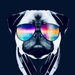 Ben Prentice - @pugman835 - Instagram