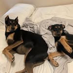 Ben & Primrose - @benandprimrose - Instagram