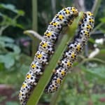 Ben Pritchard - @benpritchardcgs - Instagram