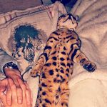 Odin_The Bengal - @odin_the_ribblevalley_bengal - Instagram