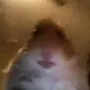 Ben & Rigby - @ben.rigby - TikTok