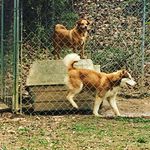 Puppylove❤❤ - @bentleyriggins - Instagram