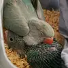 RING NECK - BABI E BEN - @ring.neck.babiebenjamin - TikTok