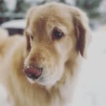 Ben Roberto 💙 - @big_furry_friend_ben - Instagram