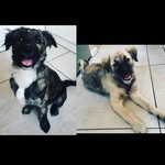 Ben_Rocco_Ziva - @allison_musketeers - Instagram