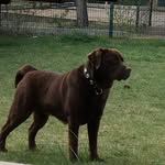 Rocco - @benrocco01 - Instagram