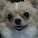 Ben Rocha Cechinel - @benrc_chihuahua - Instagram