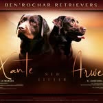 🇪🇸🐾BEN’ROCHAR RETRIEVERS🤎 - @benrochar_retrievers - Instagram