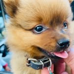 ROMEO 🐶 - @ben.romeo33 - Instagram