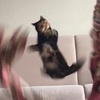 Rosa 🐈❤️ - @.selambenrosa - TikTok