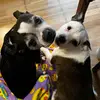 benji&roscoe88 - @thtdog_ - TikTok