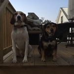 Ben&RoscoeTheRescues - @benroscoetherescues - Instagram