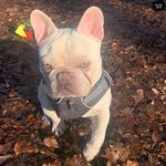 Ⓡ - @roscoeandrueben - Instagram
