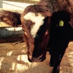 Ben Sauer - @bensauer21 - Instagram