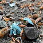 Ben Sauer - @afewsecondsofnature - Instagram