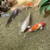 Ben Scheffler - @ben.scheffler28 - TikTok