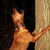 Ben Sheets - @treetalkinmedia - TikTok