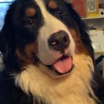 Ben Sheets - @benthebernesemountaindogo - Instagram