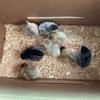 Ben’s Hens - @benshens - TikTok