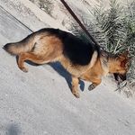 Ben_shepherd - @ben_08_6 - Instagram