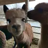 Ben Shilling - @ben.shilling2020 - TikTok