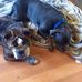 Ben Signorelli - Facebook