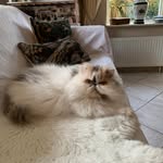 Annelies Bensink-Sijlmans - @bensinksijlmans - Instagram