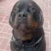 ben.sippel06 - @ben.sippel06 - TikTok