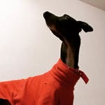 Ben, Sisko, Kira y Nerys - @4black.dogs - Instagram