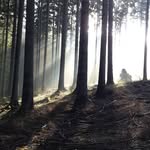 Dalek in the forest. - @ben_sisko - Instagram