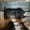 BenSlinkdawg - @benslinkdawg69 - TikTok