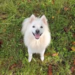 ❤️‍🩹🐾Ben🐾❤️‍🩹 - @_bens.life_ - Instagram
