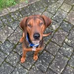 Ben 🐶 - @benslife.53 - Instagram