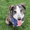 Ben 🐾 - @benslife365 - TikTok