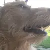 🐶❤️ - @bensslife - TikTok