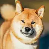 bensmeed5 - @ben.smeed - TikTok