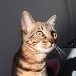 Smitten The Bengal Kitten - @smitten_the_bengal_kitten - Instagram