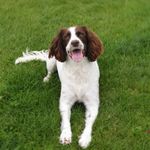 Ben 🐶 - @ben_the_springer_uk - Instagram