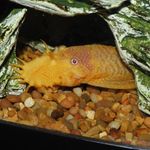 Ben Springer - @belugas_pleco_shope - Instagram