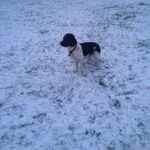 Benny_ The_Springer - @ben_springer_spaniel - Instagram