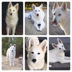 Kristi And Ben Springer - @wildspiritwhiteshepherds - Instagram