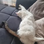 Ben dillen steffens - @benniboy6520 - Instagram