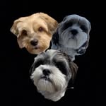 Ben, Stella and Harry Martinez - @ben_stella_harryfinnegan_ - Instagram