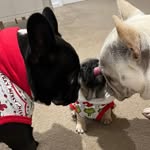Ben, Stella and Nellie 🐾🐶 - @ben.and.stella.the.frenchies - Instagram