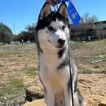 Stetson Balto Bennett - @stetsonbaltobennettthehusky - Instagram