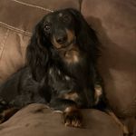 Smokey, Bennett, and Norman - @smokey_bennett_norman_stiltner - Instagram