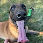 Ben Stoffel - @accelerated_k9 - Instagram