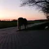 ☆Bentee☆ - @bente.stoffelsma - TikTok