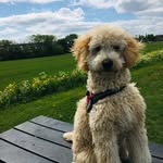 Hi👋🏻ik ben Stoffel de hond! 🐶 - @stoffel_de_hond - Instagram