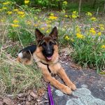 Benjamin Heinz Von Stovall - @ben_thegsd - Instagram